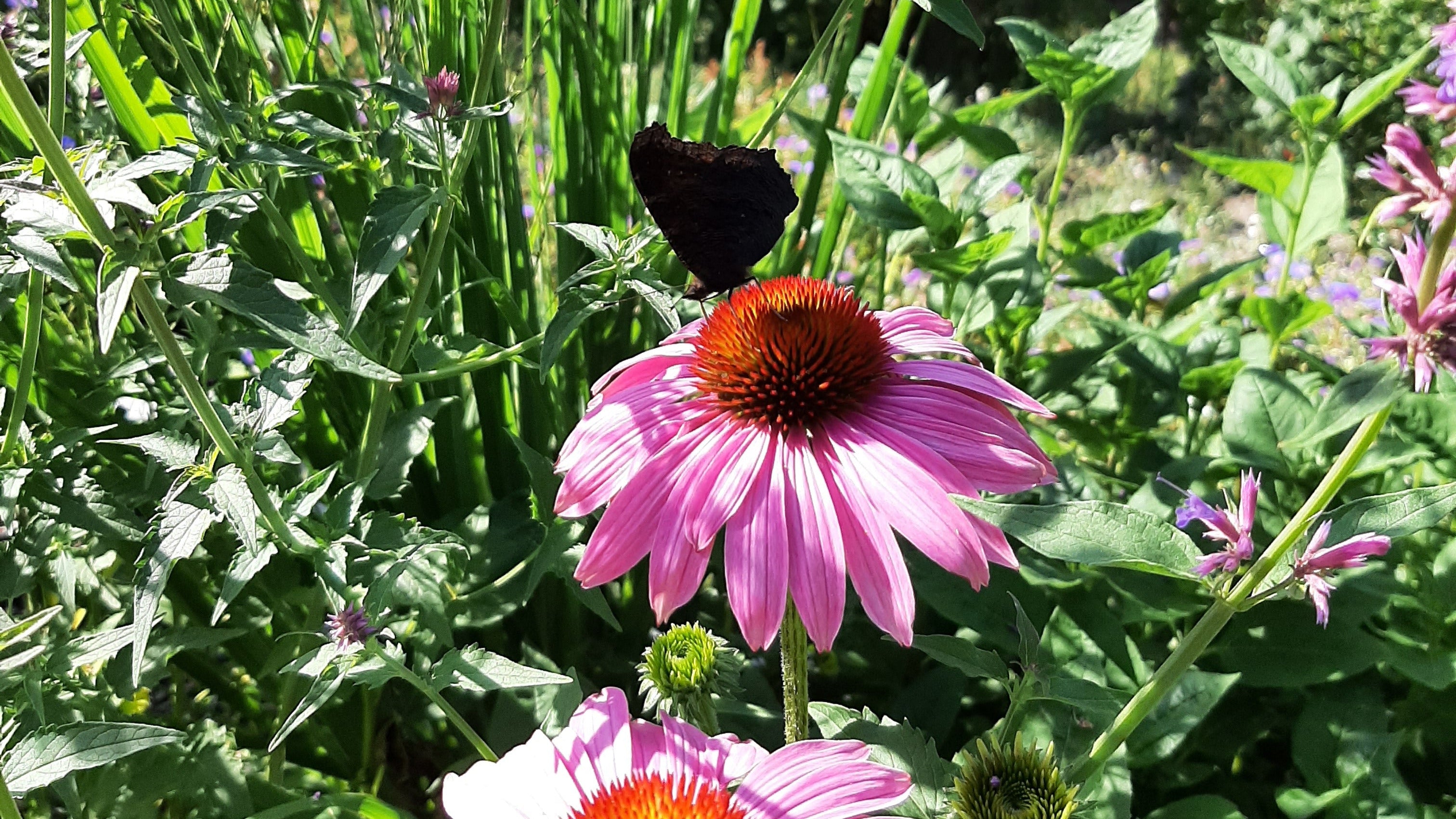 Echinacea purpurea 'Magnus' Scheinsonnenhut