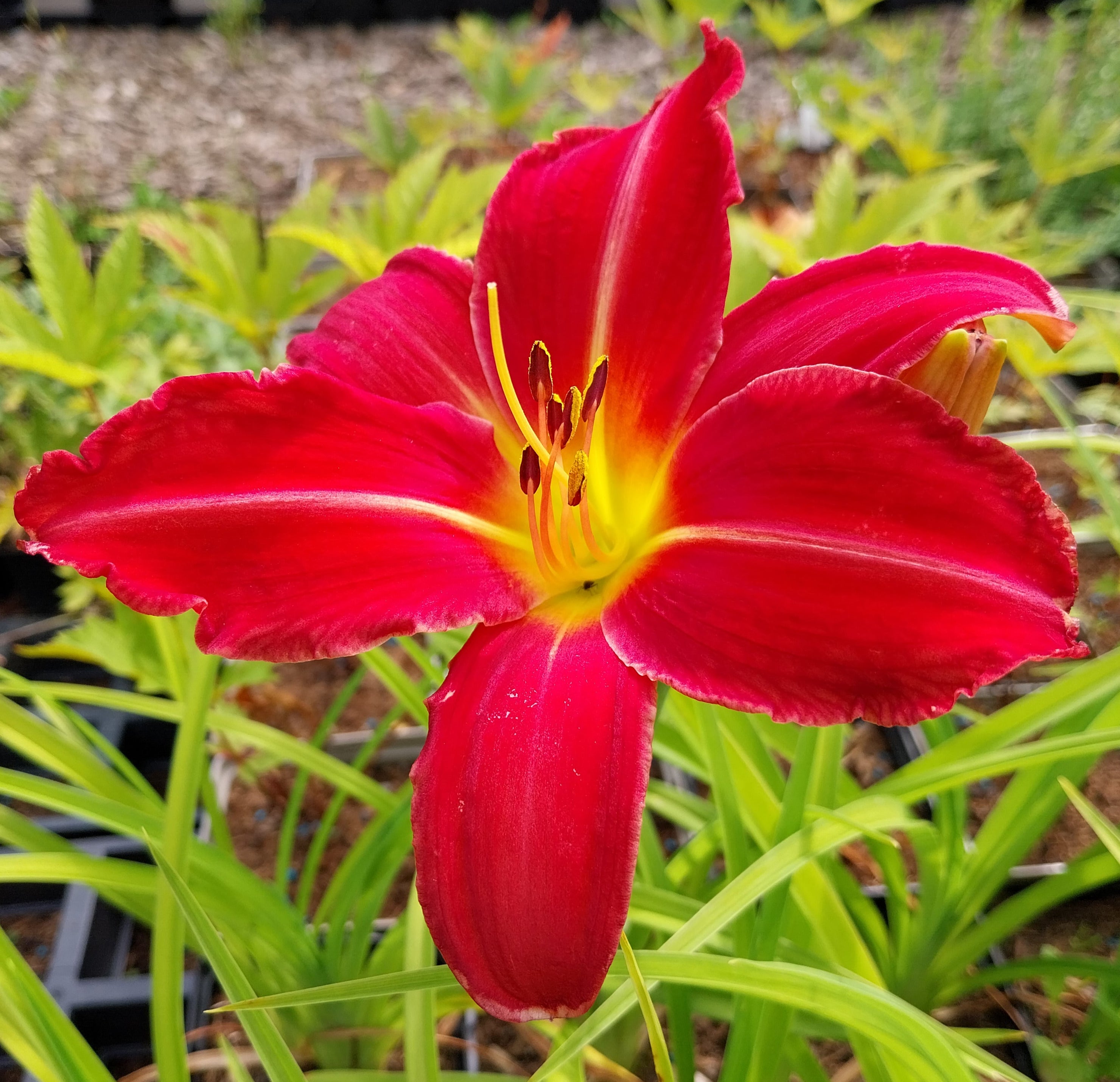 Hemerocallis cultorum 'Muffin' Taglilie