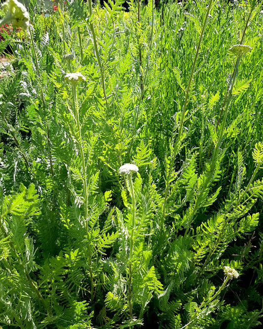 Achillea filipendulina 'Parker' Hohe-Gold-Garbe