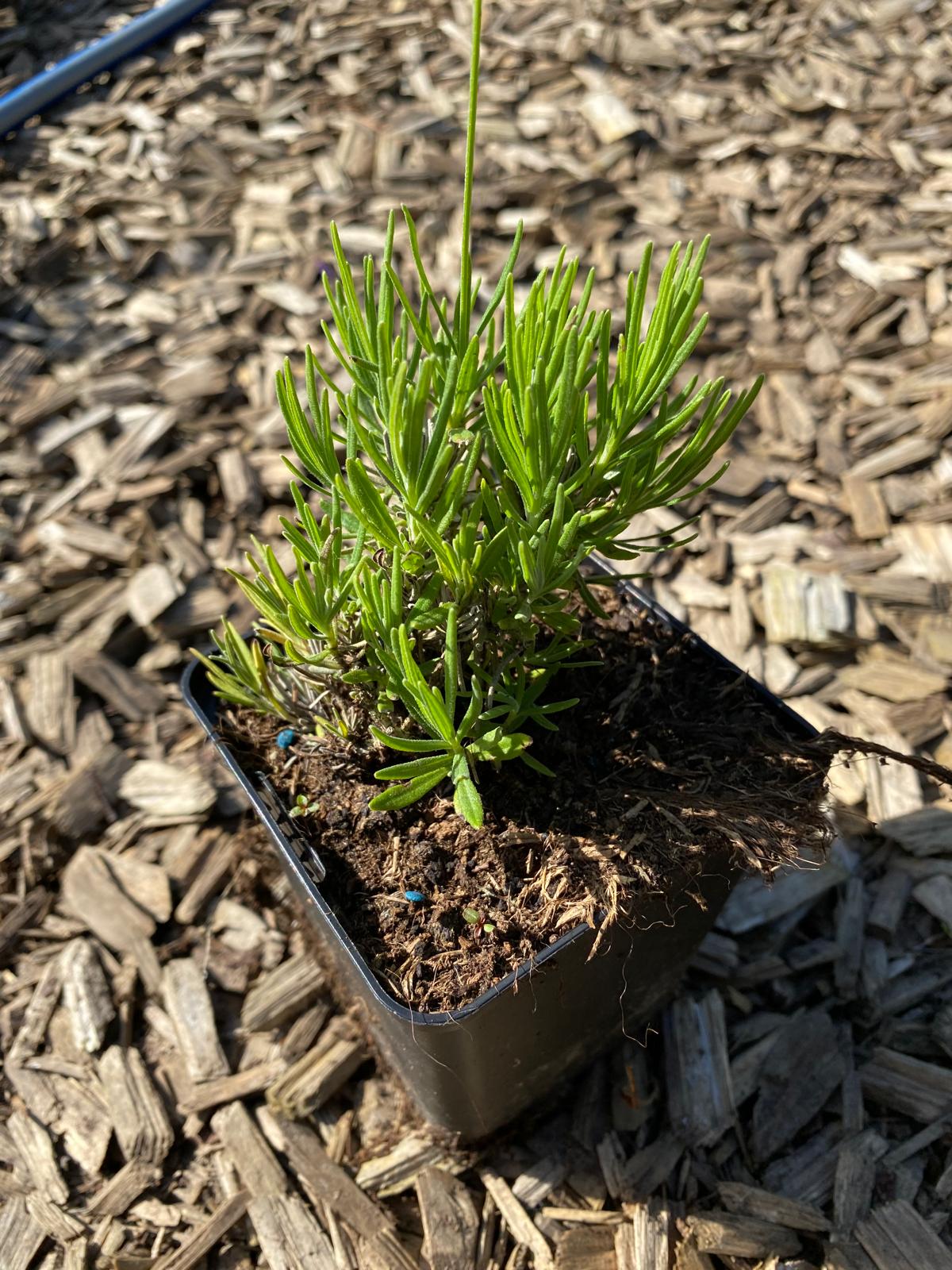 Lavandula angustifolia 'Blue Cushion' Lavendel