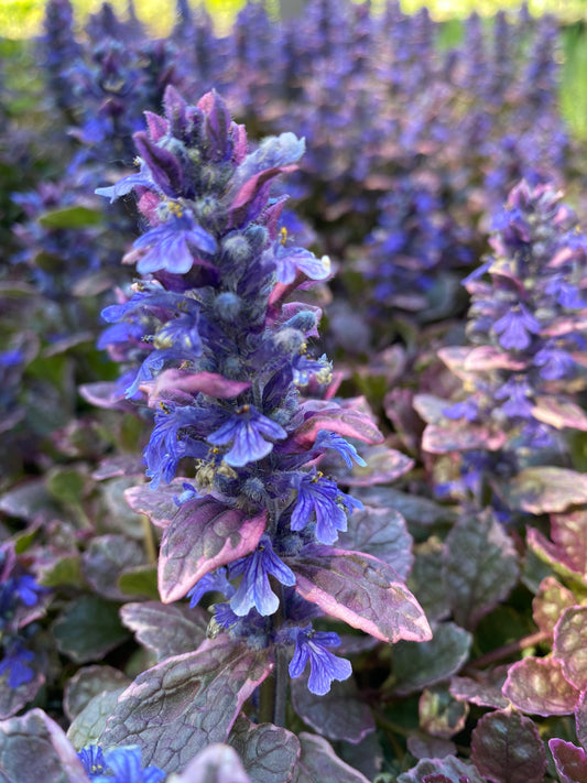 Ajuga reptans 'Burgundy Glow' Mehrfarbiger Günsel