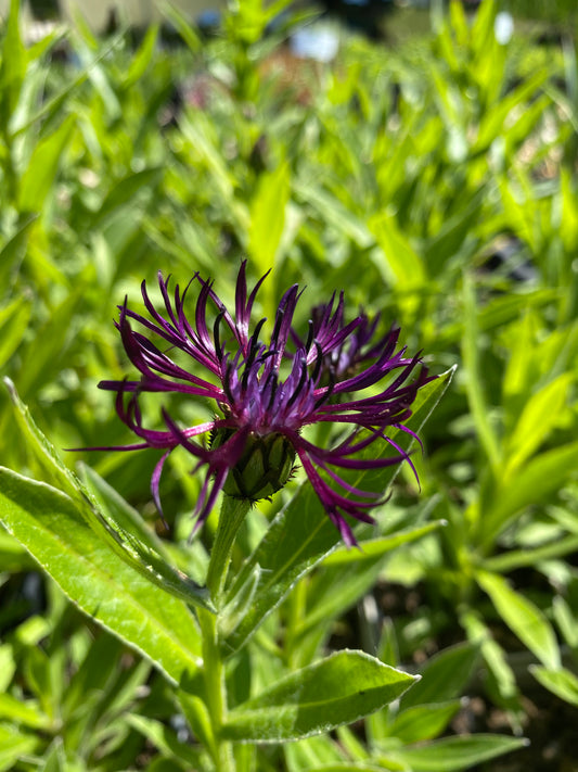 Centaurea montana 'Jordy' Flockenblume