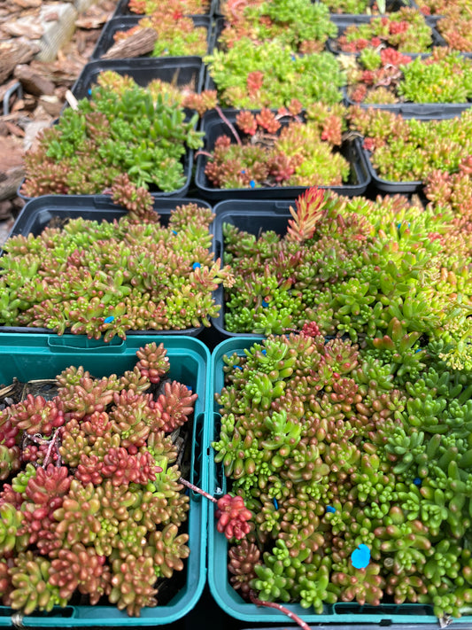 Sedum oreganum Oregon-Fettblatt