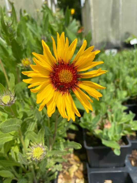 Gaillardia aristata 'Amber Wheels' Kokardenblume
