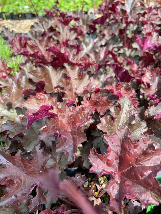 Heuchera micrantha 'Purple Petticoats' Silberglöckchen