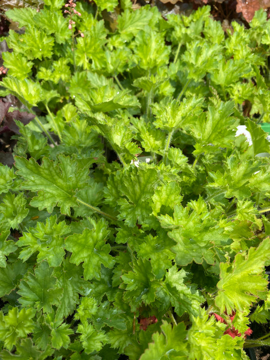 Heuchera micrantha 'Paris' Silberglöckchen