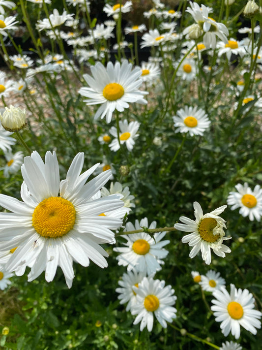Leucanthemum vulgare Kleine Margerite