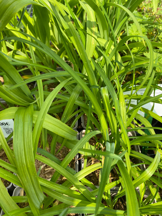 Hemerocallis × cultorum 'Chicago Sunrise' Taglilie