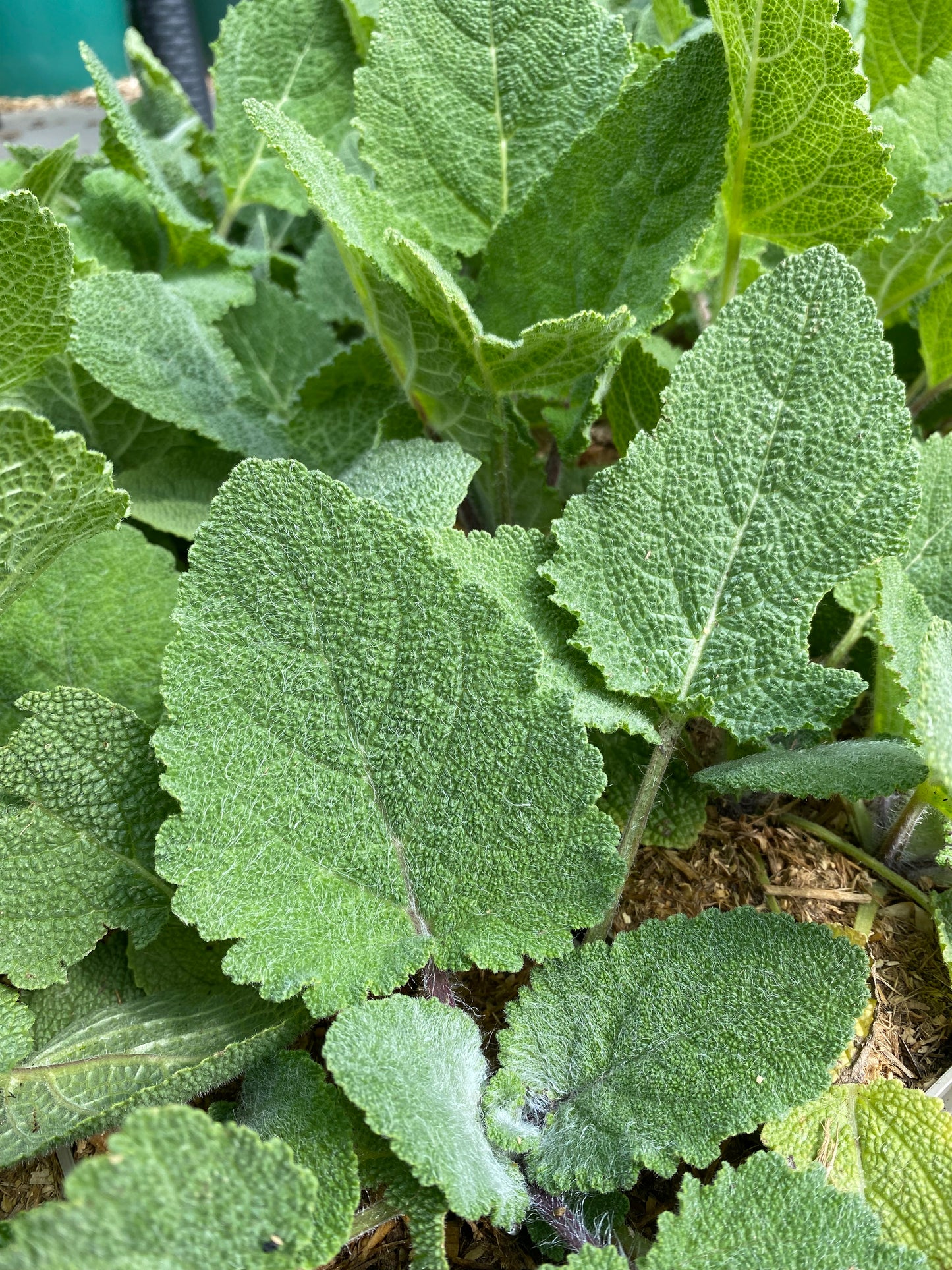 Salvia sclarea Muskateller-Salbei