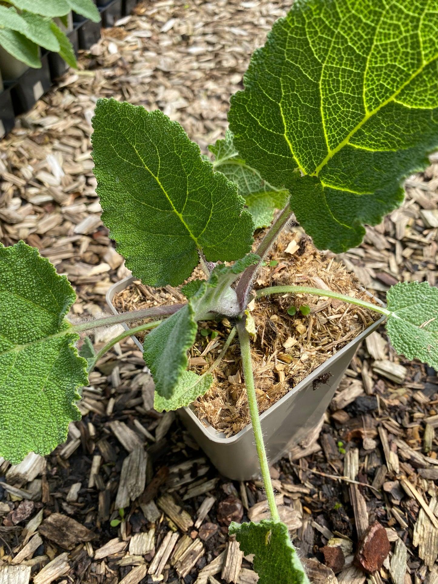 Salvia sclarea Muskateller-Salbei