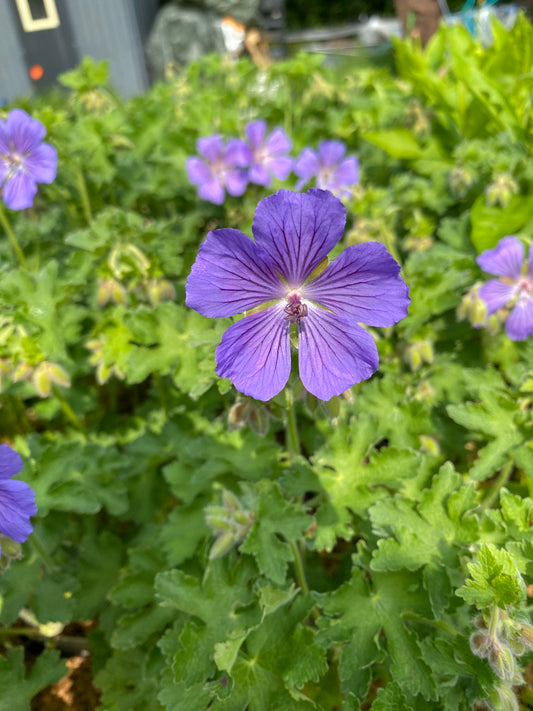 Geranium x magnificum 'Ernst Pagels' Prächtiger Storchschnabel