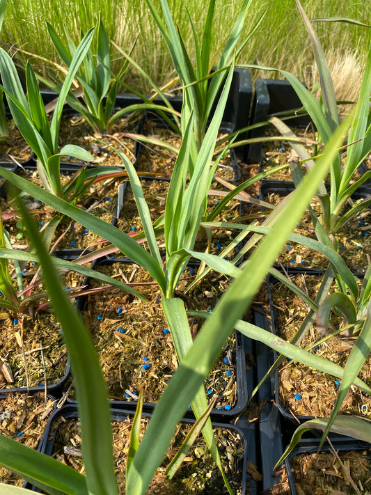 Yucca filamentosa Palmlilie