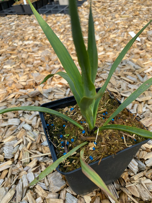 Yucca filamentosa Palmlilie