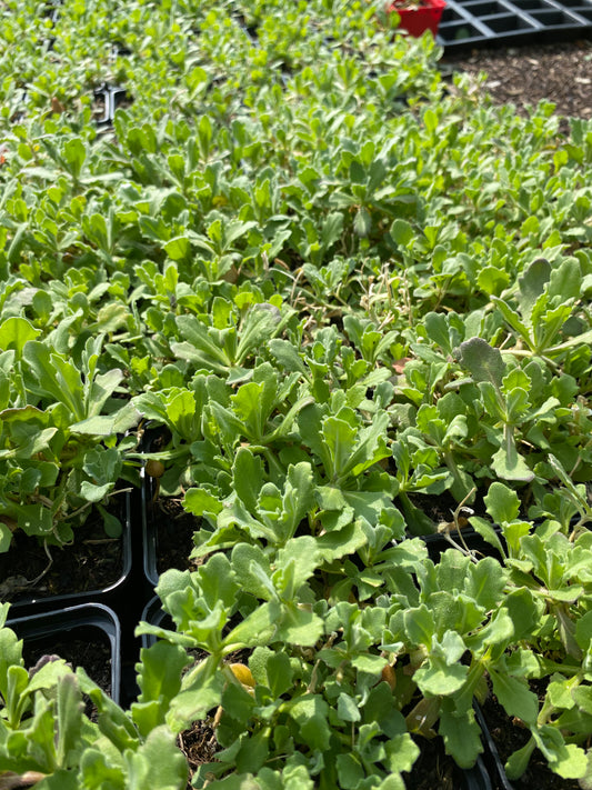Arabis × arendsii 'La Fraicheur' Gänsekresse