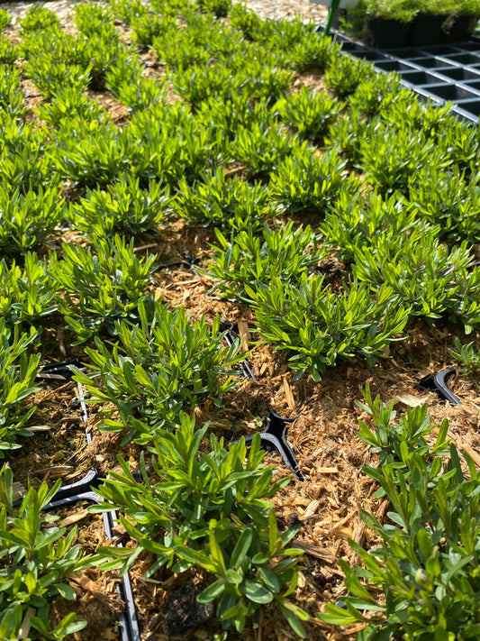 Dianthus deltoides 'Brillant' Heide-Nelke