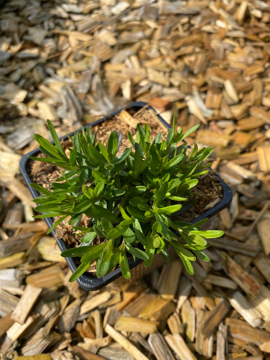Dianthus deltoides 'Brillant' Heide-Nelke