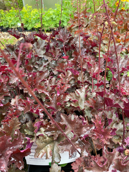 Heuchera micrantha 'Purple Petticoats' Silberglöckchen