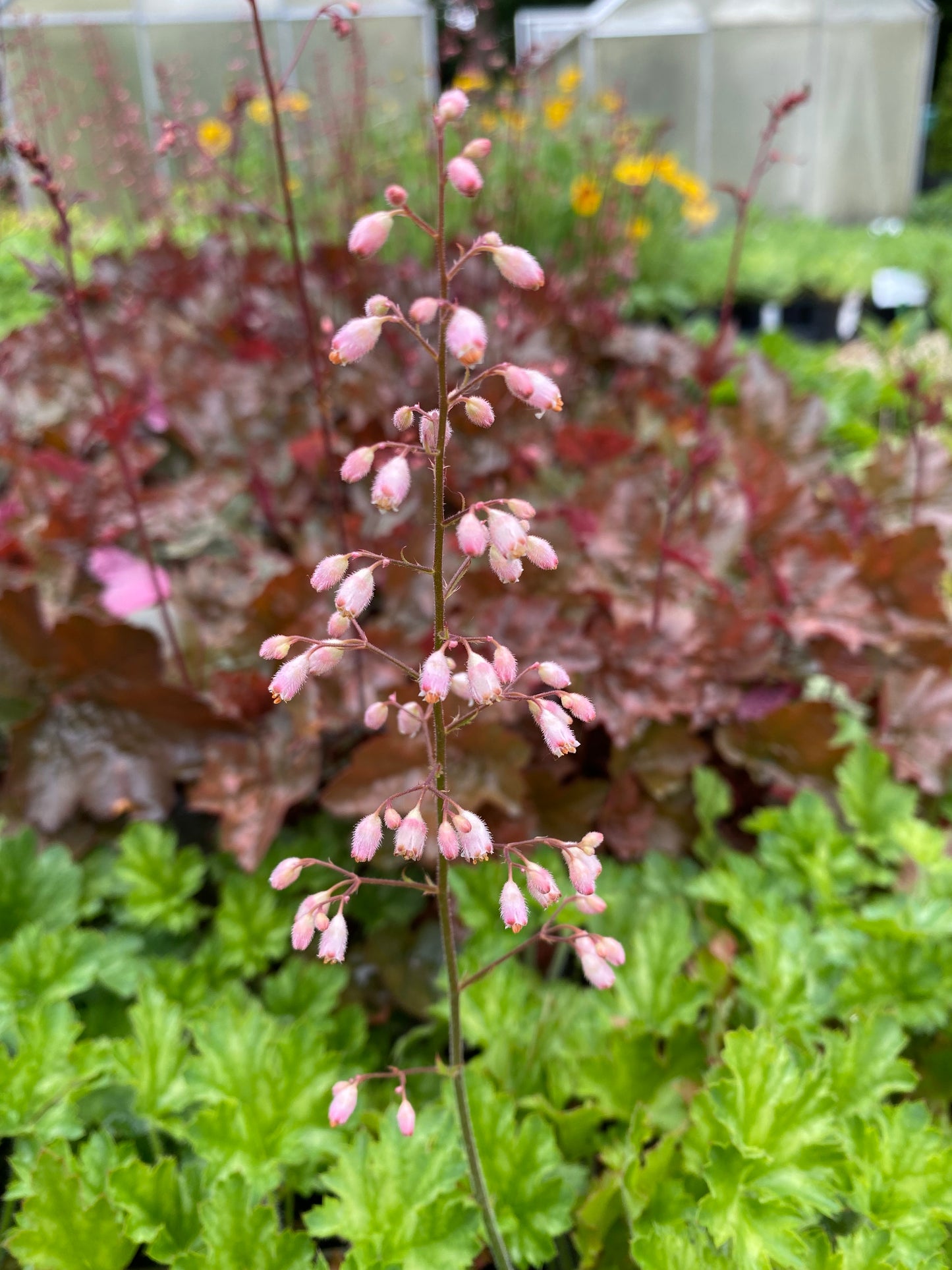 Heuchera micrantha 'Paris' Silberglöckchen