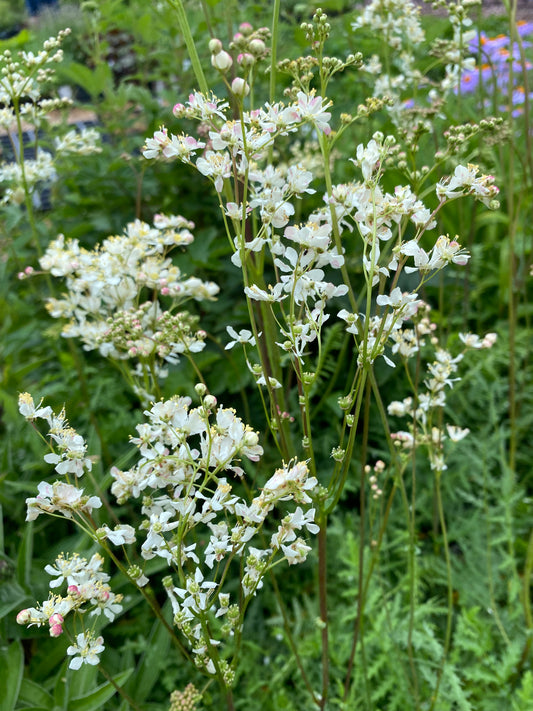 Filipendula vulgaris Knollen-Mädesüß