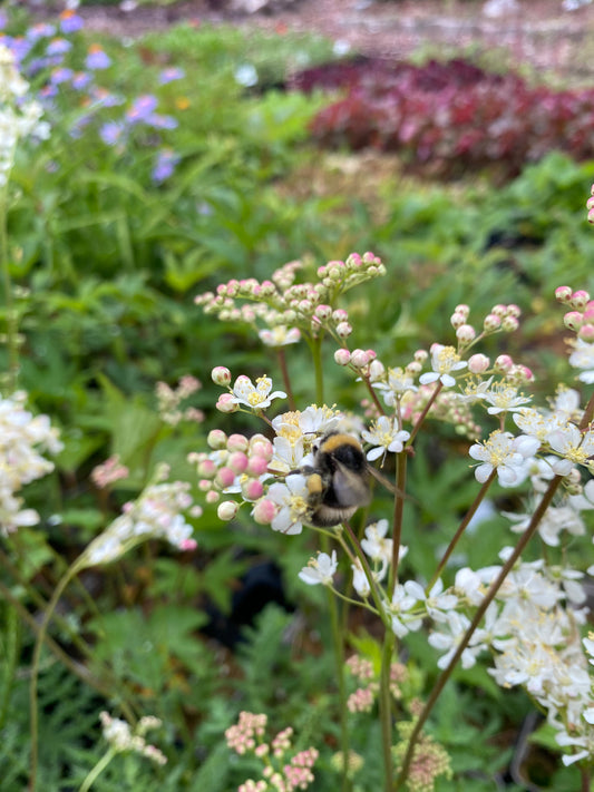Filipendula vulgaris Knollen-Mädesüß