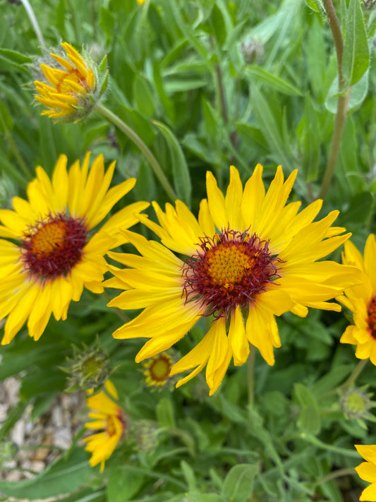 Gaillardia aristata 'Amber Wheels' Kokardenblume