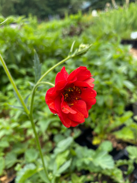 Geum chiloense 'Feuerball' Nelkenwurz