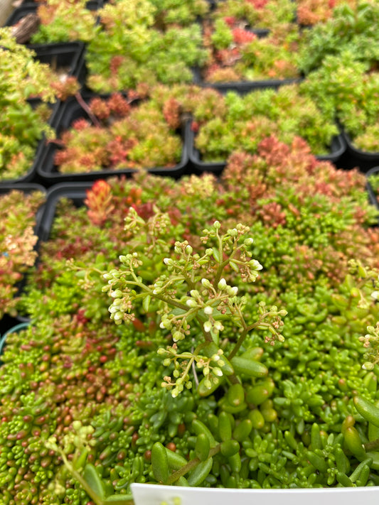 Sedum oreganum Oregon-Fettblatt