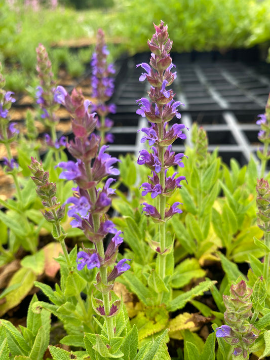 Salvia nemorosa 'Mainacht' Blüten-Salbei