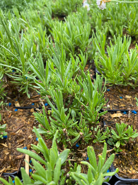 Lavandula angustifolia 'Hidcote Superior' Lavendel