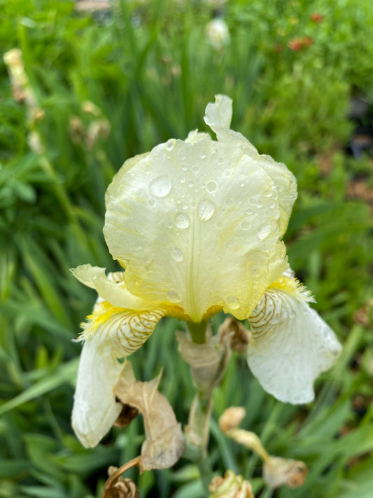 Iris x barbata-elatior 'Pinnacle' Hohe Schwertlilie