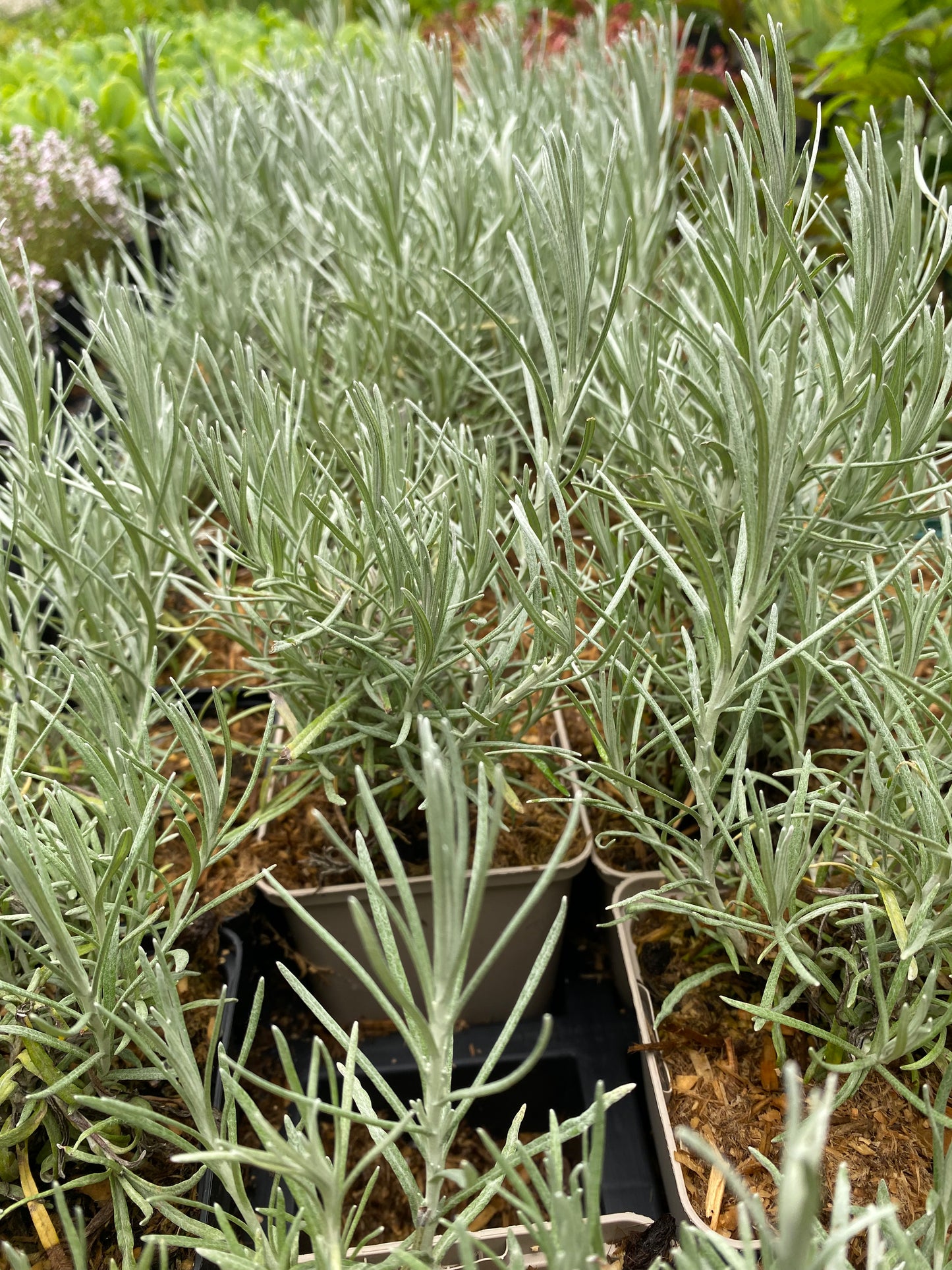 Helichrysum italicum Currykraut