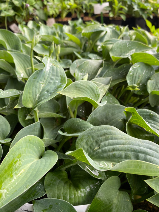 Hosta tokudama 'Blue Mouse Ears' Blaugraue Löffelblatt-Funkie