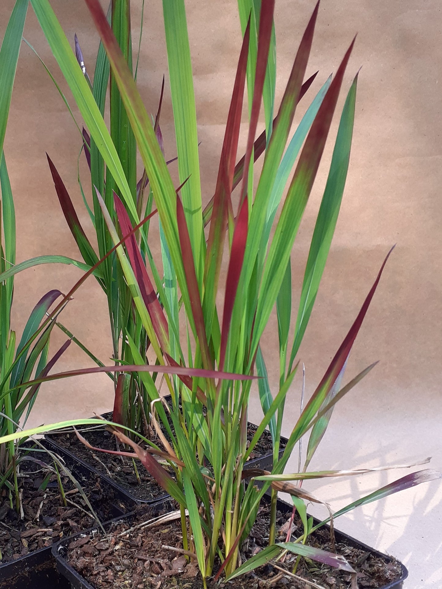 Imperata cylindrica 'Red Baron' Japanisches Blutgras