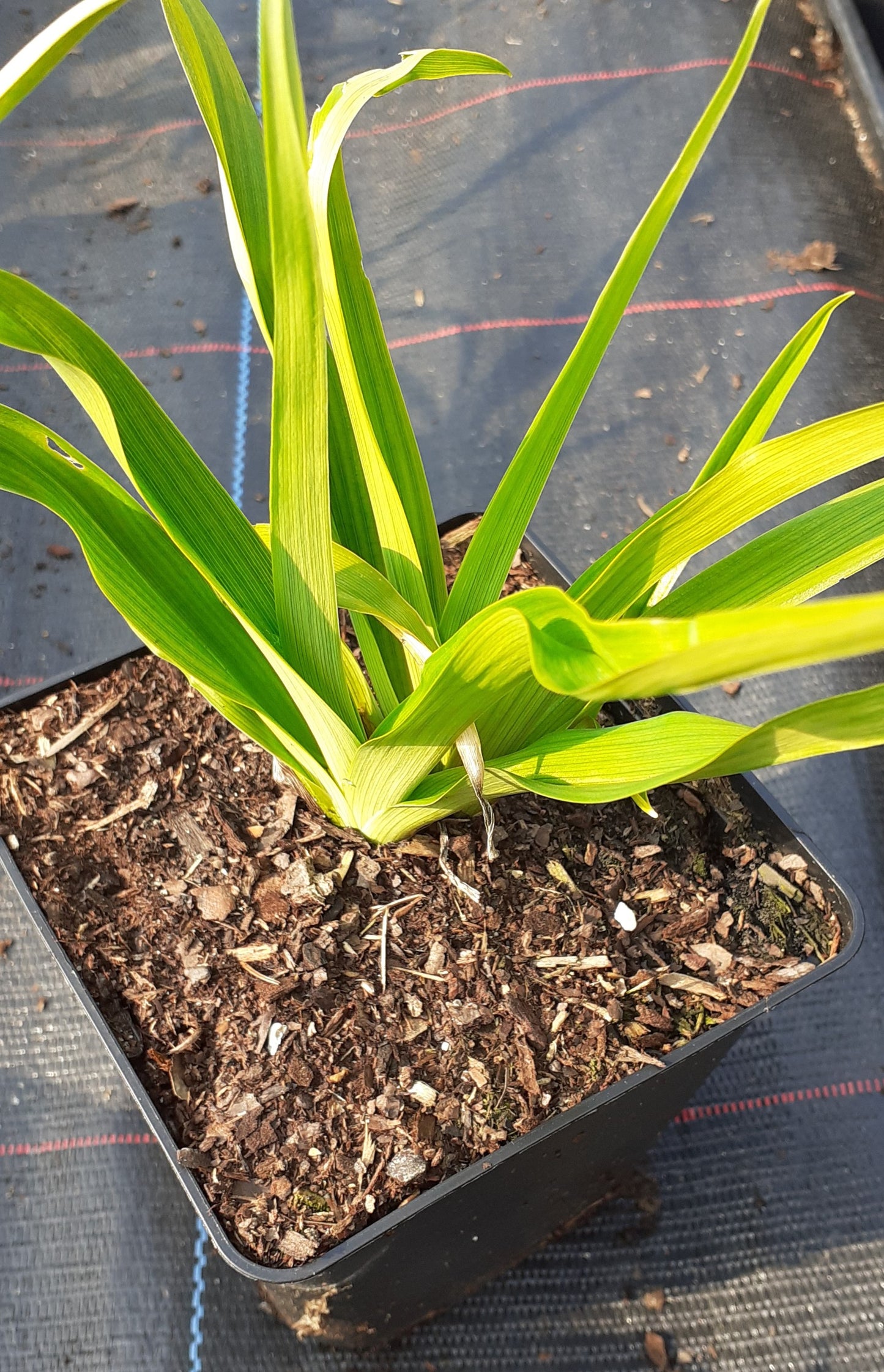Hemerocallis cultorum 'Muffin' Taglilie