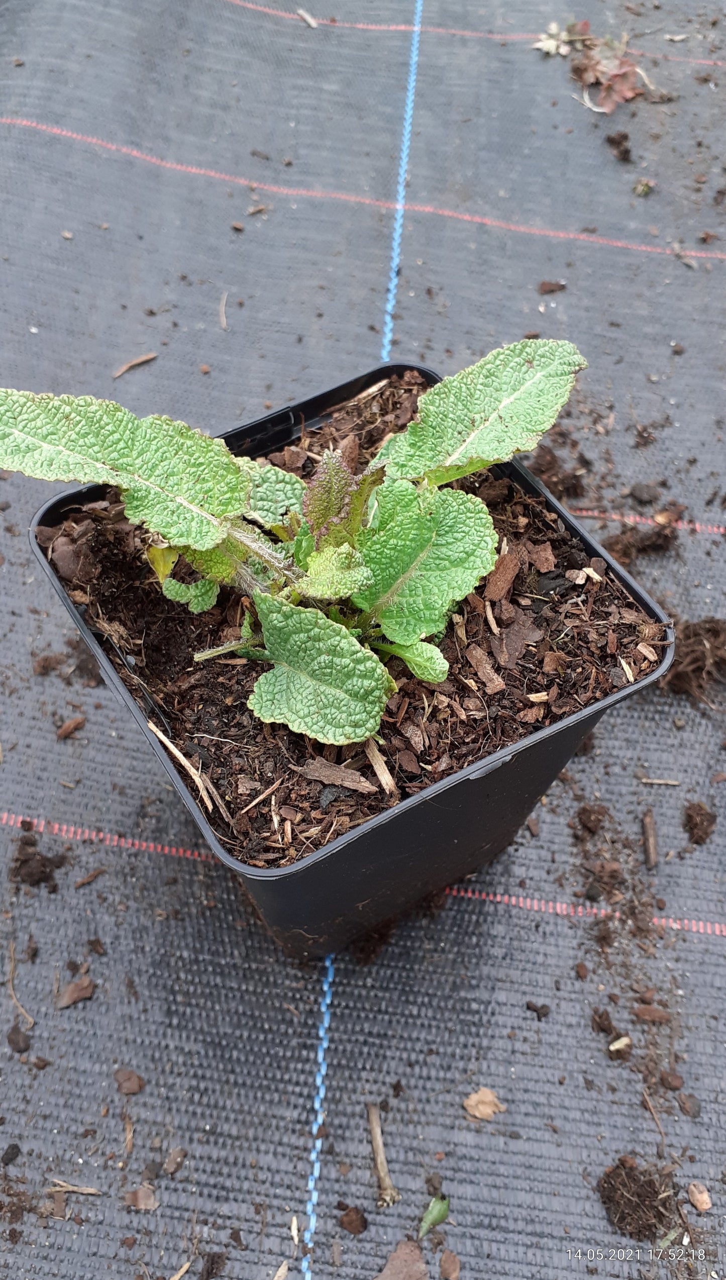 Salvia nemorosa 'Mainacht' Blüten-Salbei
