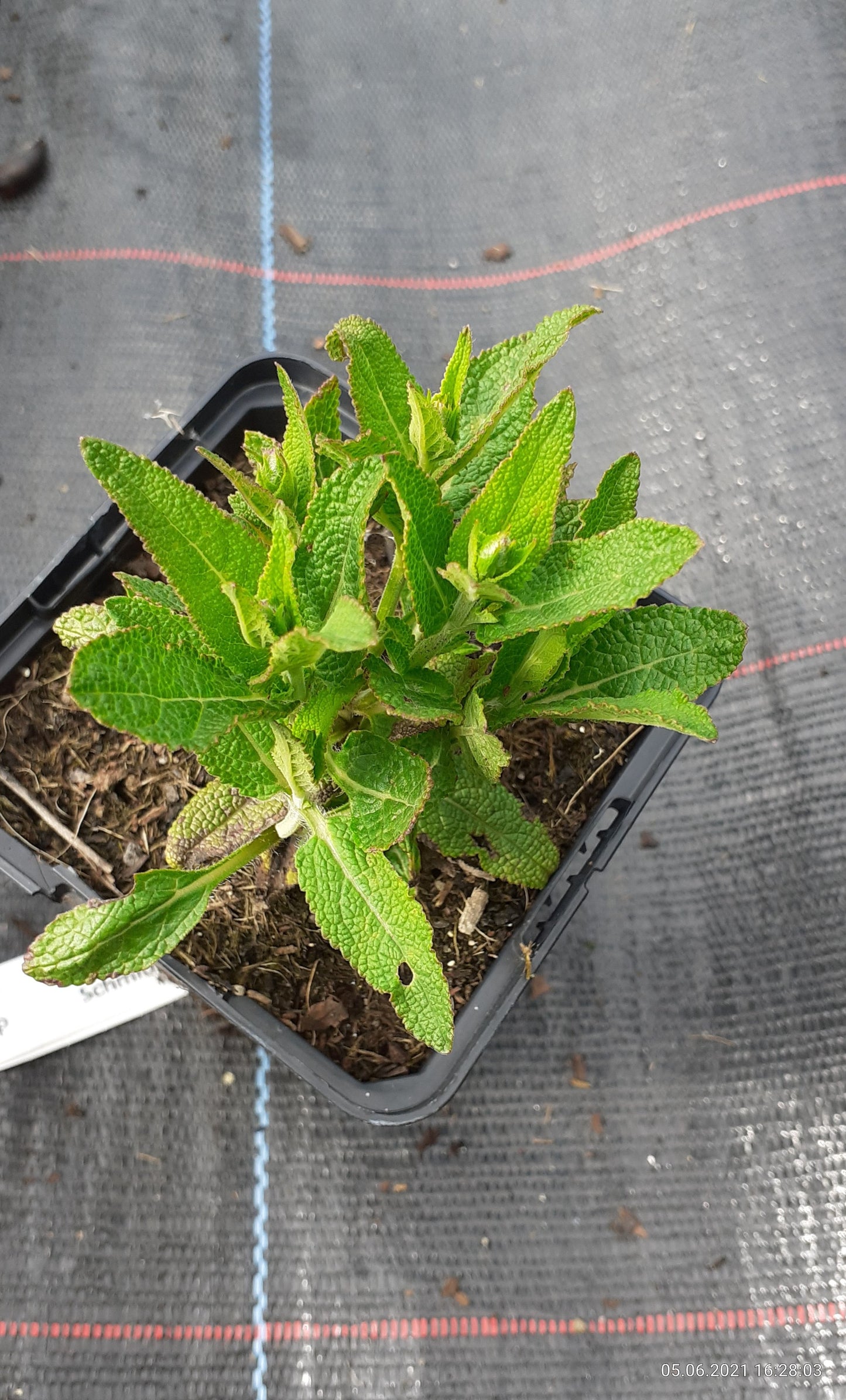 Salvia nemorosa 'Ostfriesland' Blüten-Salbei