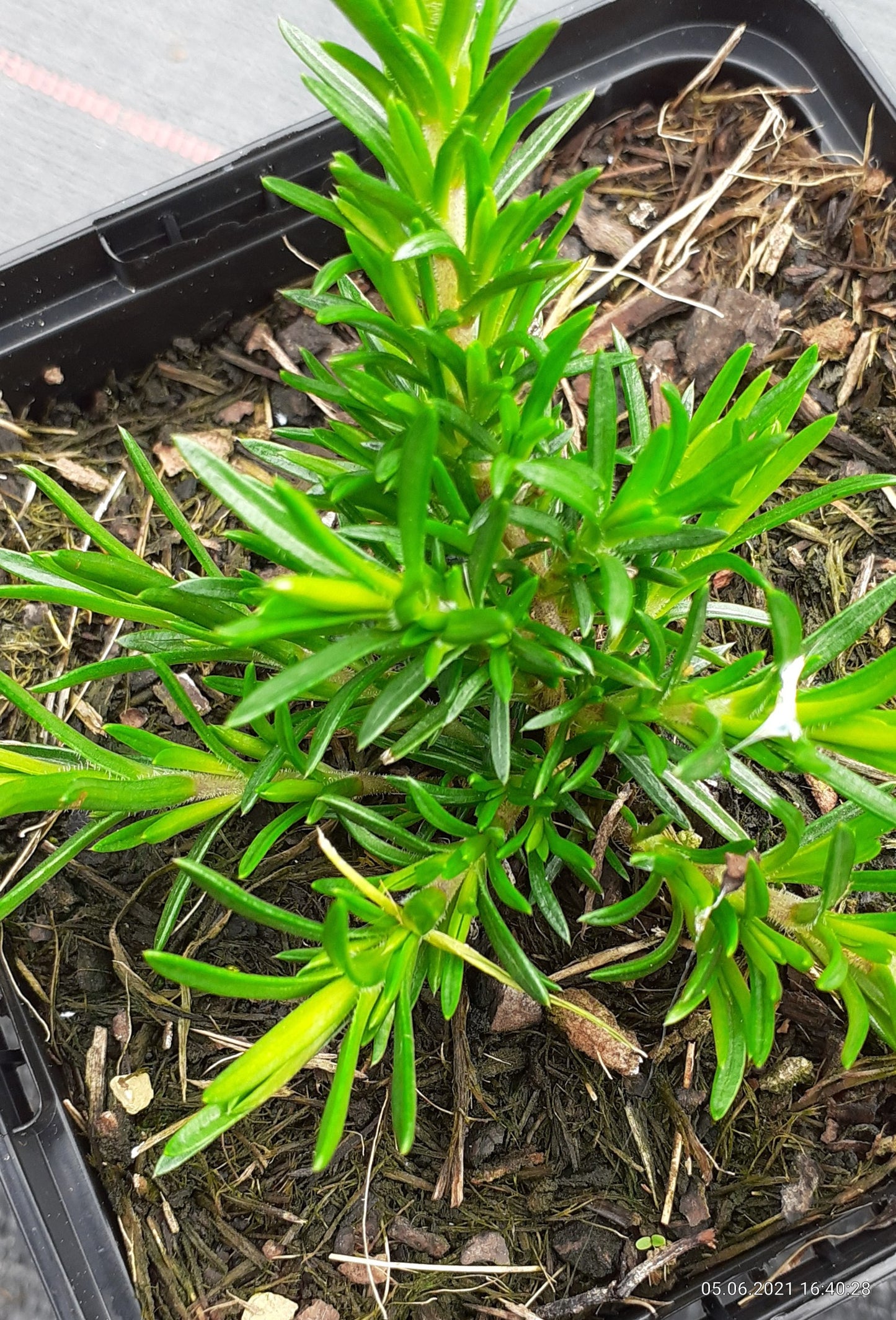 Phlox subulata McDaniel's Cushion' Teppich-Flammenblume