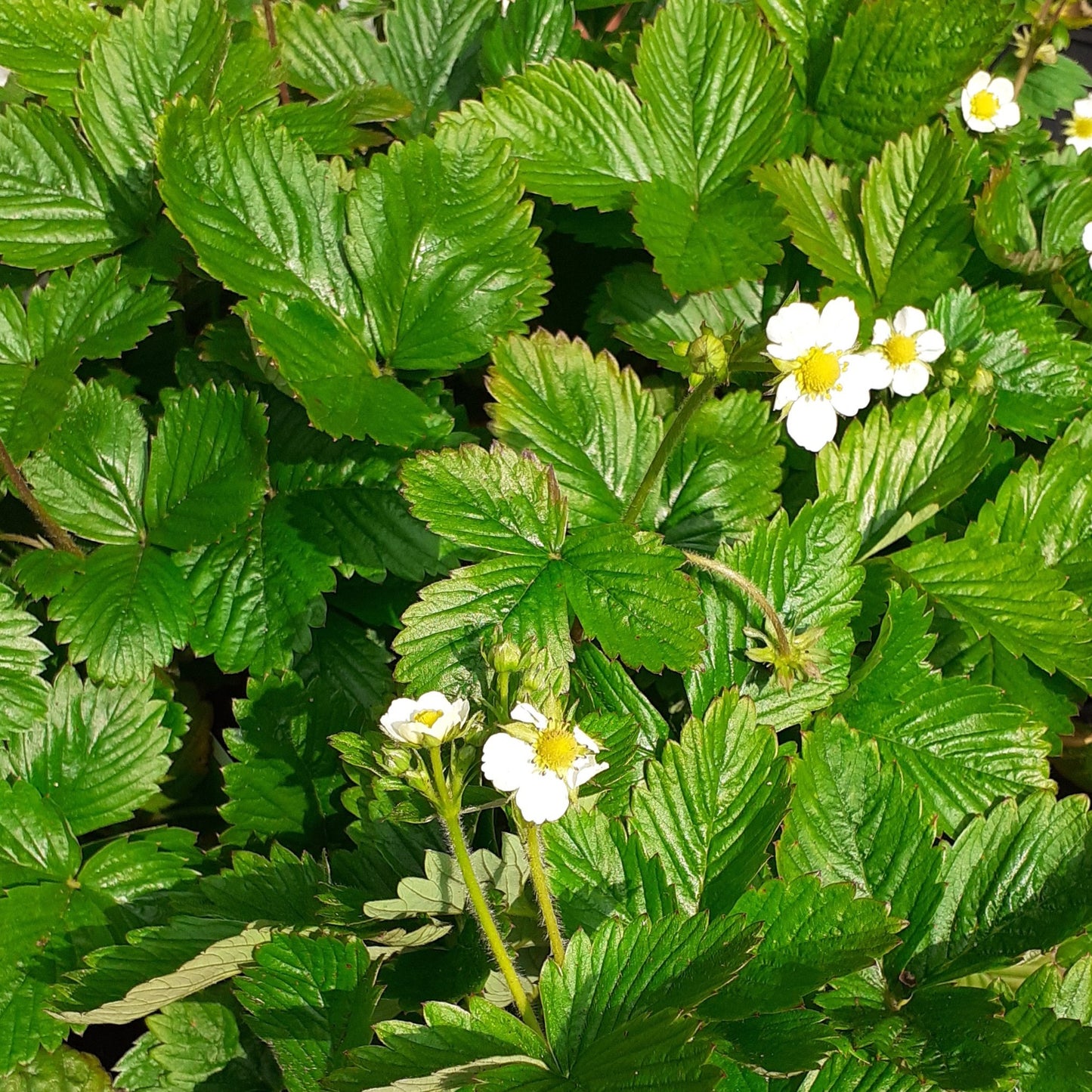 Fragaria vesca var. vesca Wald-Erdbeere