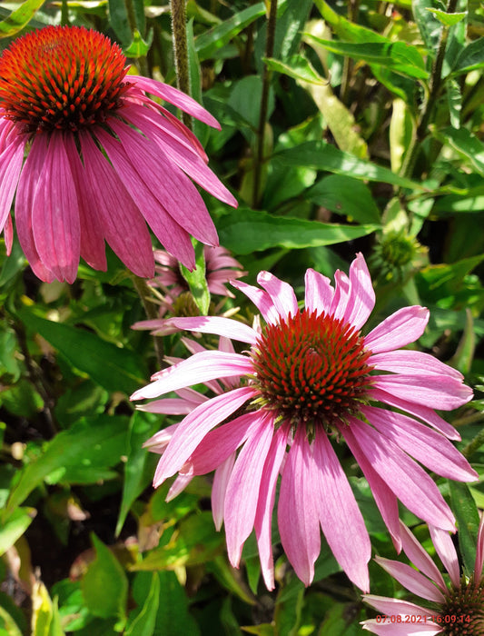 Echinacea purpurea 'Baby Swan Pink' Scheinsonnenhut