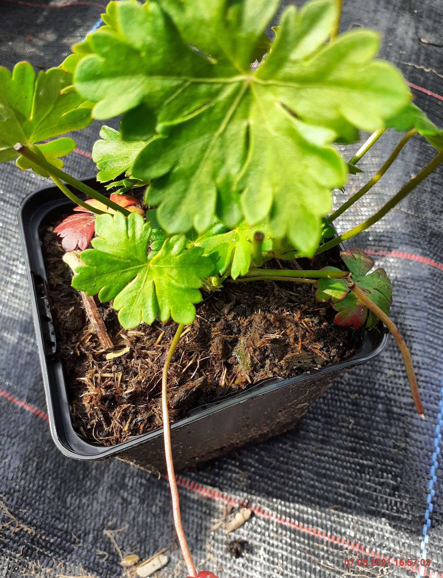 Geranium cantabrigiense 'Berggarten' Cambridge-Storchschnabel