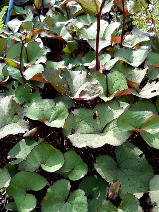 Ligularia dentata 'Moorblut'  Strauß- Goldkolben