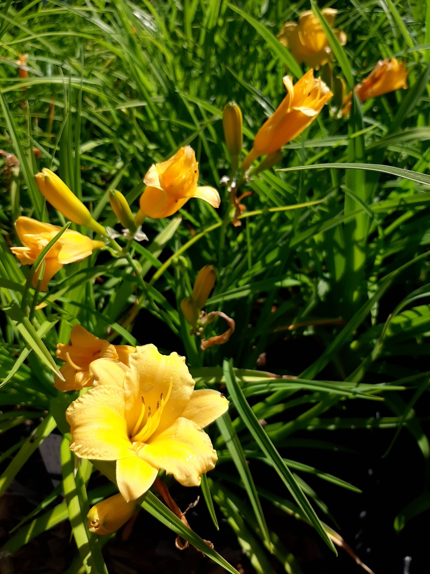 Hemerocallis × cultorum Garten-Taglilie