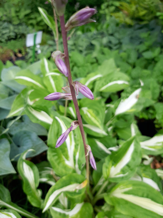 Hosta undulata 'Mediovariegata'  Mehrfarbige Funkie