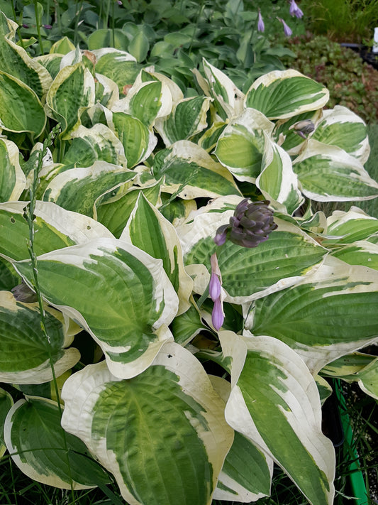 Hosta undulata 'Mediovariegata'  Mehrfarbige Funkie