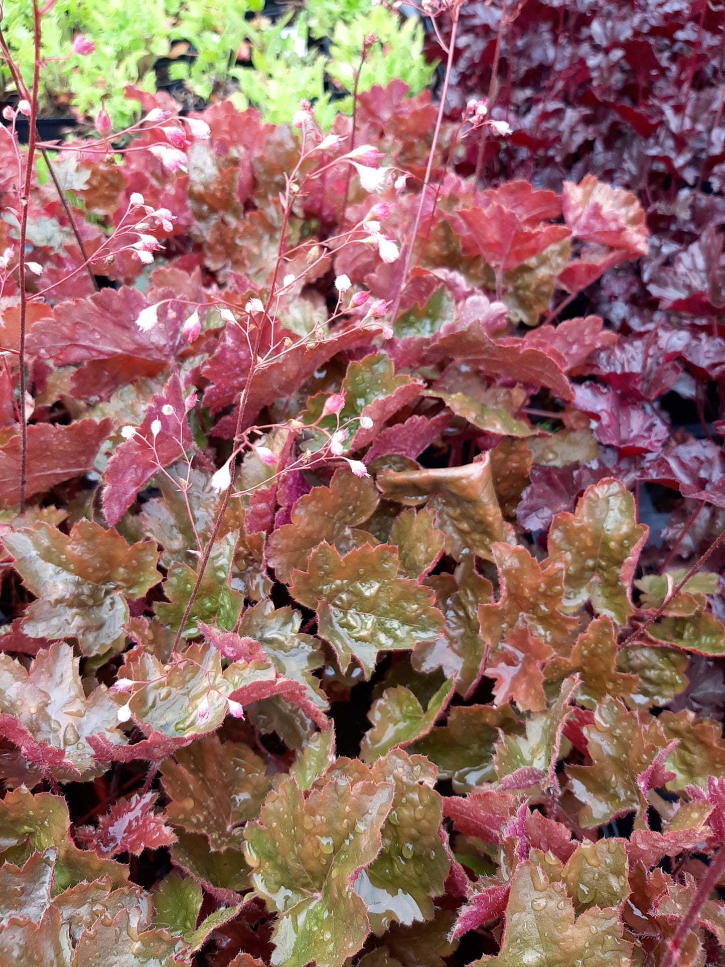 Heuchera micrantha 'Rachel' Silberglöckchen