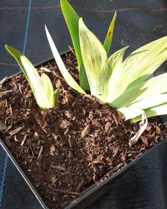 Iris barbata-nana 'Double Lament' Zwergige Schwertlilie im Topf Frühling