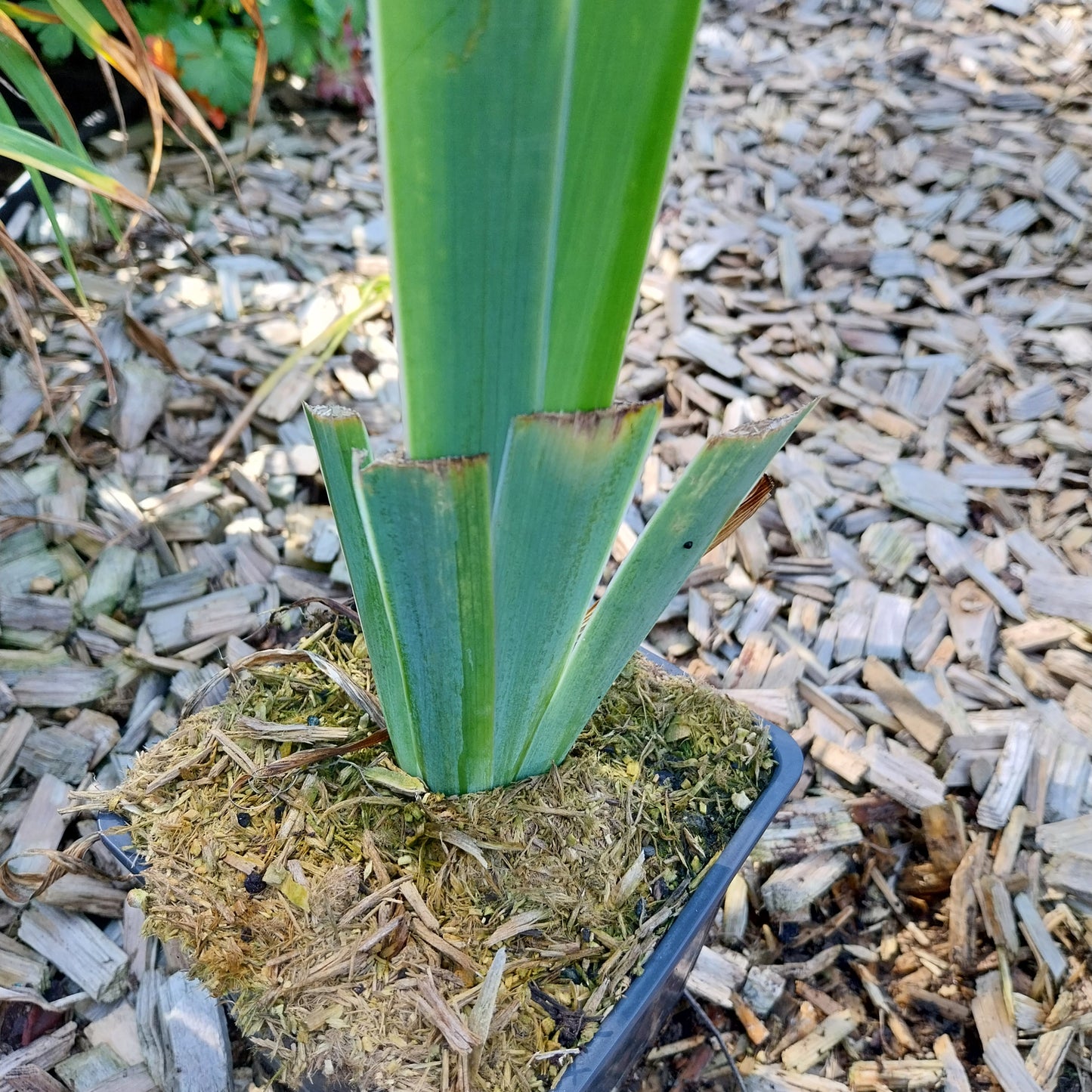 Iris x barbata-elatior 'Distant Chimes ' Hohe Schwertlilie