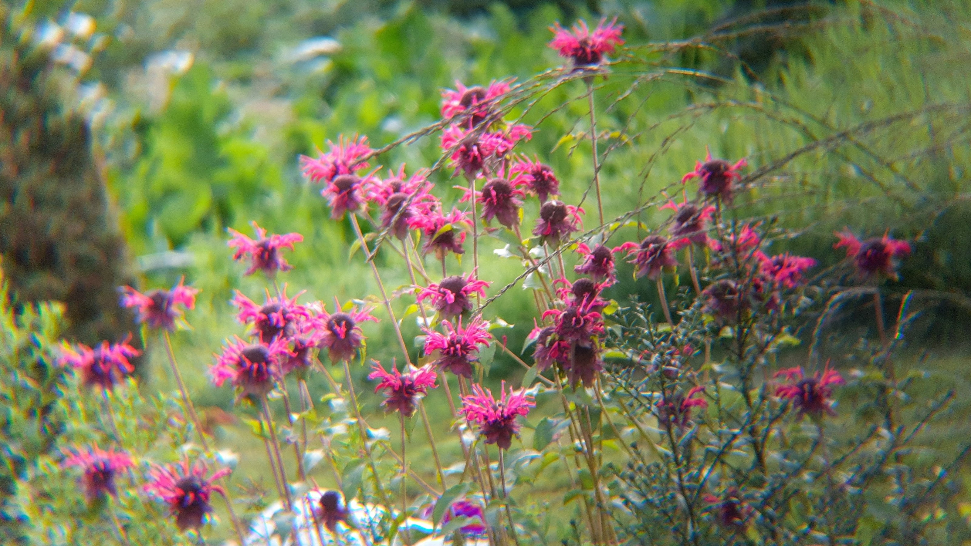 Monarda Indianernessel