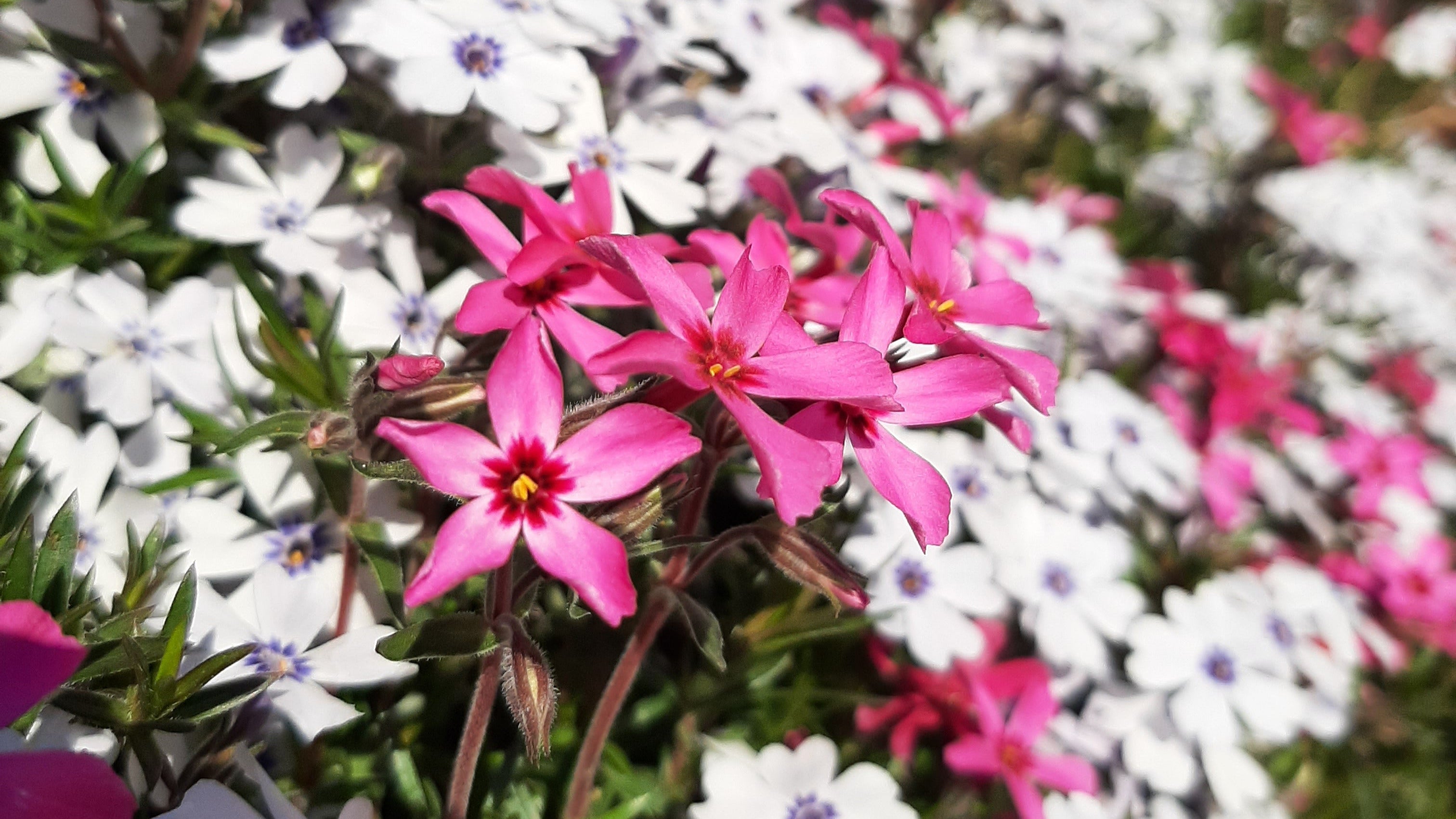 Phlox subulata Teppich-Flammenblume