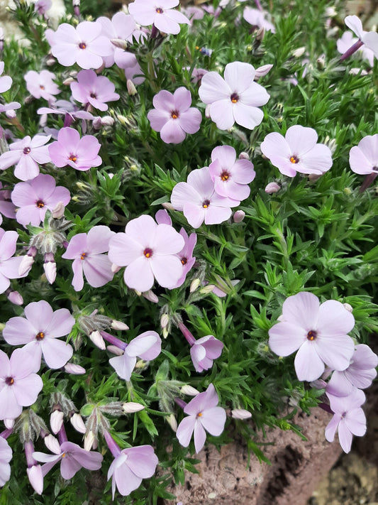 Phlox douglasii 'Lilac Cloud' Teppich-Flammenblume